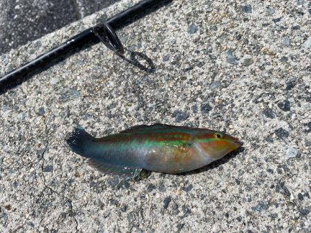 翼港で五目釣り！！